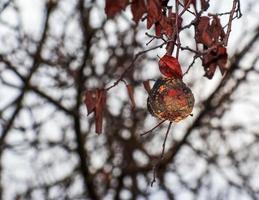 pere nel gennaio siamo marcio e troppo maturo. il frutta erano non raccolto nel il privato frutteti di il città di nitra. foto