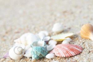 mollusco su il spiaggia foto