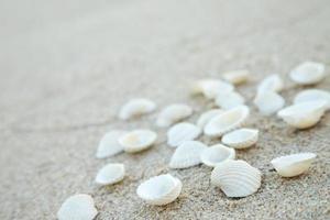 estate tempo concetto con mare conchiglie su il spiaggia sabbia bianca sfondo. gratuito spazio per il tuo decorazione superiore Visualizza. foto