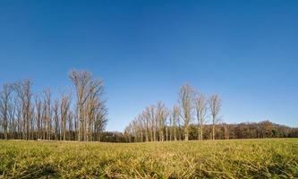 panoramico Immagine a partire dal terra prospettiva al di sopra di un' prato con deciduo alberi nel il sfondo sotto blu cielo e luce del sole foto