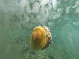 colorato costine Medusa nel il acque via Croazia durante un' Medusa peste causato di alto acqua temperature dovuto per clima modificare foto