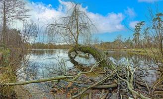 foto di un' caduto albero quello abbattere nel un' lago durante il giorno