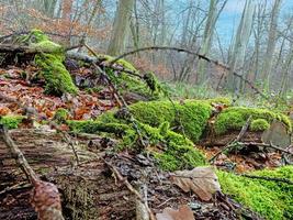 lussureggiante verde muschioso albero tronchi con giallo splendente albero funghi nel un' foresta foto