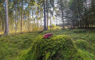 immagine di un' fungo velenoso nel un' denso foresta nel il mattina leggero foto