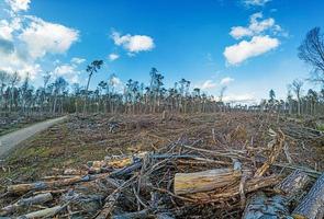 Immagine di un' distrutto foresta la zona dopo un' tempesta nel Germania foto