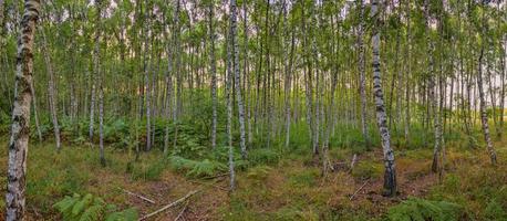 panoramico Visualizza in un' denso betulla foresta foto