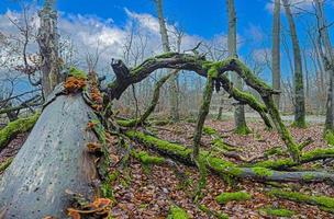 lussureggiante verde muschioso albero tronchi con giallo splendente albero funghi nel un' foresta foto