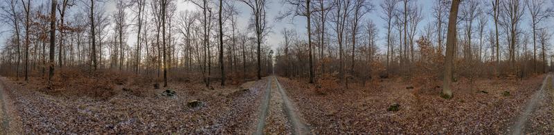 panoramico Immagine di un' foresta con percorsi ramificazione via a partire dal il centrale punto di il foto nel diverso indicazioni