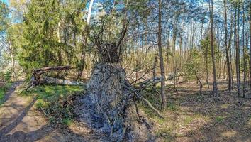 Immagine di un' Tedesco foresta con siccità e tempesta danno come un' risultato di clima modificare foto