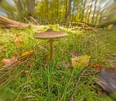 vicino su di parasole fungo nel autunno foresta foto