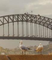 ritratto di un' gabbiano nel sydney porto foto