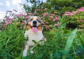 di razza australiano pastore cane per un' camminare nel il parco foto