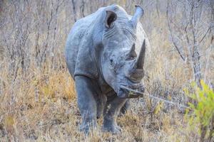 rinoceronte nel kruger nazionale parco nel il sera foto