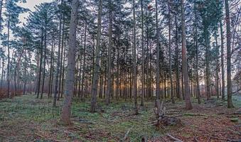 Immagine di un' sentiero attraverso un' invernale foresta foto