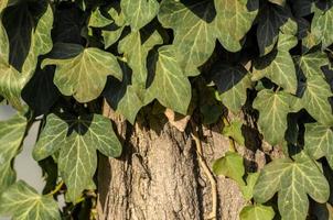 verde edera le foglie su un' albero vicino su foto