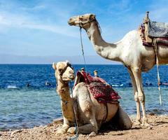 Due cammelli riposo vicino il riva di il rosso mare foto