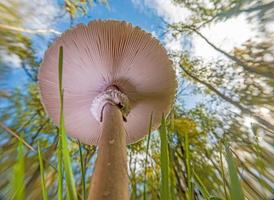 vicino su di parasole fungo a partire dal terra prospettiva nel autunno foresta foto