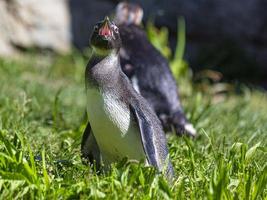 ritratto di un' pinguino nel un' all'aperto allegato nel un' Tedesco zoo foto