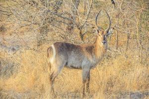 vicino su immagine di un antilope nel il kruger nazionale parco foto