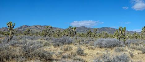 panoramico Immagine al di sopra di meridionale California deserto con cactus alberi durante giorno foto