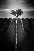 bellissimo lavanda campo paesaggio con drammatico cielo nel nero e bianca processi. luminosa solitario alberi paesaggio sotto tempestoso nuvole, sentiero, mentale Salute e futuro obiettivi concetto foto