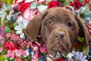 ritratto di un' cioccolato labrador cucciolo nel un' mazzo di artificiale fiori avvicinamento foto