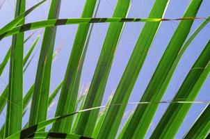 fresco palma albero rami parte inferiore Visualizza foto