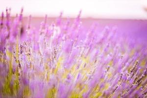 bellissimo vicino su ecologia natura paesaggio con fiori e prato. astratto erba sfondo con luminosa primavera estate luce del sole, sole raggi su sfocato naturale sfondo foto