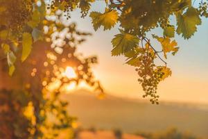 raggi di il sole attraverso il le foglie di uva. vigneto artistico tramonto avvicinamento, caldo luce del sole con uva foto