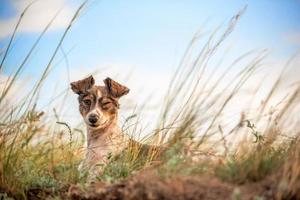 bastardo cane strizza l'occhio dire bugie nel il verde erba nel il sera foto