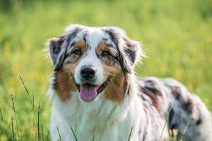 di razza australiano pastore cane per un' camminare nel il parco foto