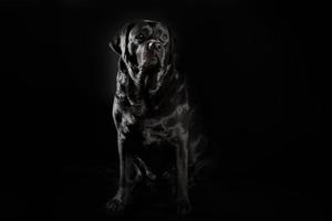 adulto nero labrador su un' nero sfondo foto