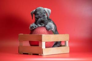 miniatura schnauzer cucciolo di Pepe e sale colore si siede nel un' di legno scatola con un' grande rosso Natale palla foto