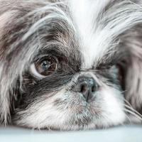 uno pekingese cane isolato su bianca sfondo foto