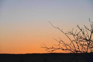 tramonto orizzonte nel primavera e rami di ciliegia fiori. un' caldo tramonto sera e il orizzonte. foto