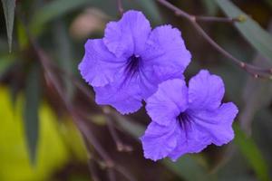 viola tullias fiore nel il giardino foto