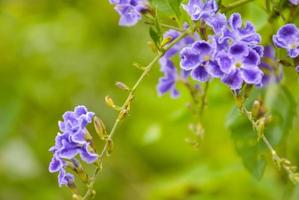 petrea volubilis blu fiore fioritura nel giardino e leggero morbido sfocatura foto