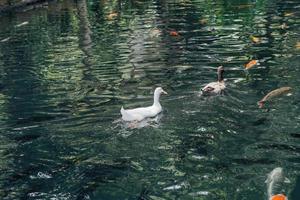 koi Pesci nel il balinese stagno foto