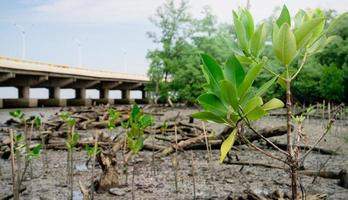 verde mangrovia albero piantare nel mangrovia foresta. mangrovia ecosistema. naturale carbonio lavelli. mangrovie catturare co2 a partire dal il atmosfera. blu carbonio ecosistemi. mangrovie assorbire carbonio biossido emissioni. foto