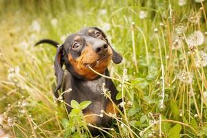 ritratto di un' carino bassotto cane nel un' campo di denti di leone foto