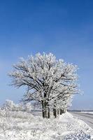 un' riga di brina coperto alberi linea un' nazione strada foto