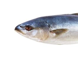tonno fresco pesce isolato su un' bianca sfondo foto