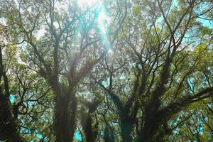 parte inferiore Visualizza di alto vecchio banyan albero nel . Basso angolo tiro di un' banyan albero, nel mattina foto