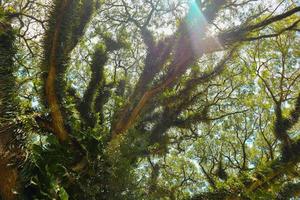 parte inferiore Visualizza di alto vecchio banyan albero nel . Basso angolo tiro di un' banyan albero, nel mattina foto