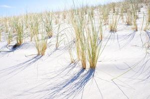 duna su il spiaggia di il baltico mare con duna erba. bianca sabbioso spiaggia su il costa foto