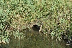 porta fra il canali irrigazione sistema di riso i campi foto