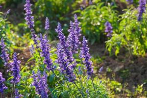 fresco mazzo viola lavanda bella fiore fiorire nel botanico giardino. romanza fioraio viola erba fioritura nel naturale parco foto