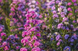 fresco mazzo rosa viola bella fiore fiorire nel botanico giardino. romanza fioraio viola erba fioritura nel naturale parco foto