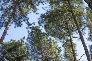 bellissimo natura verde pino albero foresta nel Tailandia. alto pianta nel naturale parco. verde le foglie sospeso su ramo isolato su blu cielo sfondo. foto