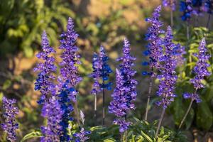 fresco mazzo viola bella fiore fiorire nel botanico giardino. romanza fioraio viola erba fioritura nel naturale parco foto